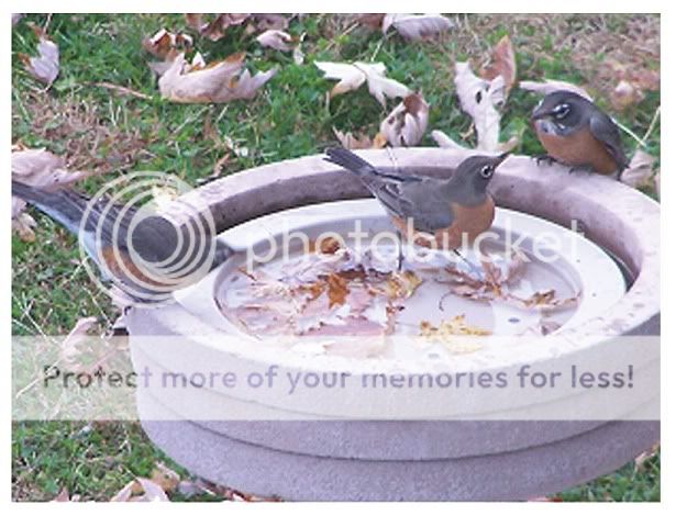 Birdbath Bird Bath Raft for Drinking and Bathing