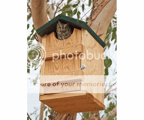 Birdhouse,Screech Owl, Kestrel, Flicker Bird House  