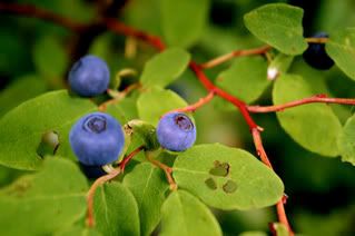 Blueberries