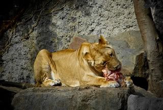 Raw Meat