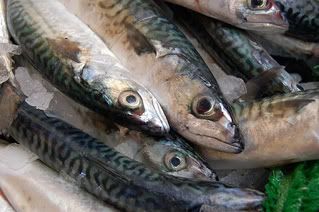 mackerel