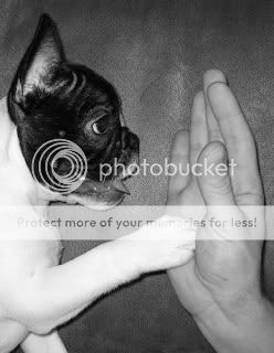 High Five with Dog