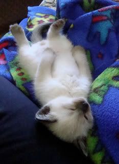 Nap